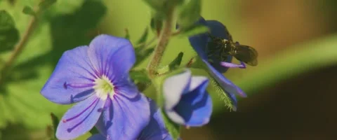Close up of a honeybee on Veronica chamaedrys, the germander speedwell Stock Footage 251683101