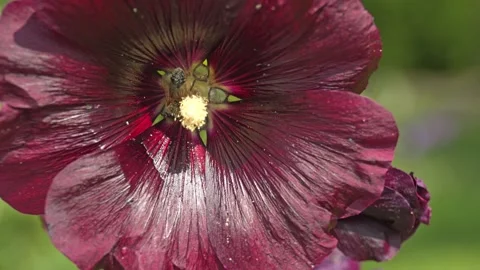 Close-Up of a honeybee on a violet mallow Flower Stockbeeldmateriaal 313365953