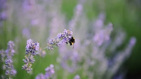Close up of Honeybee working on Growing Lavender Flowers field. Beautiful Video stock 178043840