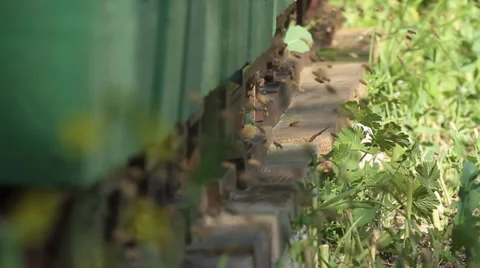 Close up of Honeybees flying into bee boxes Stock Footage 37586436