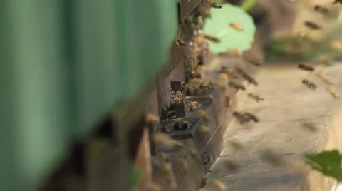 Close up of honeybees in front of of bee boxes Stock Footage 37586249