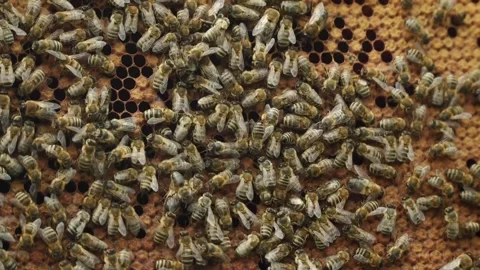 Close-Up of Honeybees on Hive in Action Stock Footage 311560554