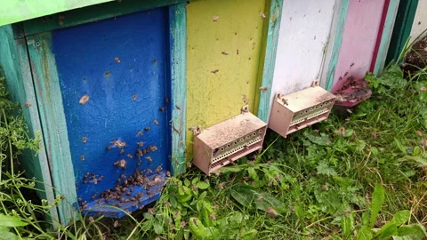 Close Up of Honeybees Swarming and Flying at Beehive Entrance Stockbeeldmateriaal 337058992