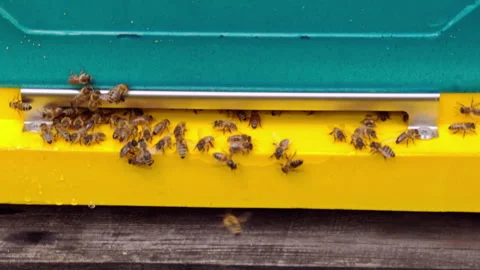 Close Up of Honeybees Swarming and Flying at Beehive Entrance Stock Footage 337059089