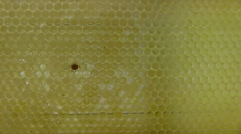 Close-up of a honeycomb in a bee farm Vidéo 39788314