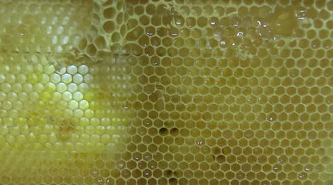 Close-up of a honeycomb in a bee farm Stock Footage 39788321