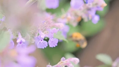 Close up of honeycomb bee Gathering Nectar From Flowers. Slow Motion 動画素材 77148380