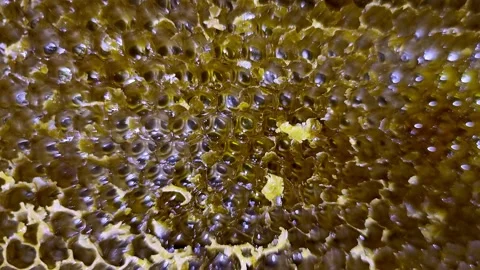 Close up of honeycomb. Concept of beekeeping, production of natural honey. Stock Footage 218817081