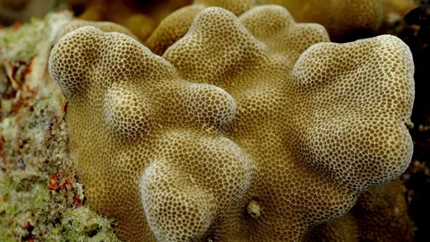 Close Up of Honeycomb Coral Surface Texture in Tropical Reef Stock Footage 339642957