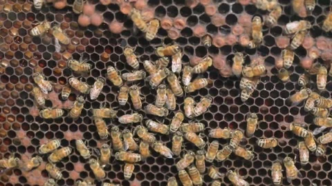 A close up of a honeycomb Stock Footage 155396770