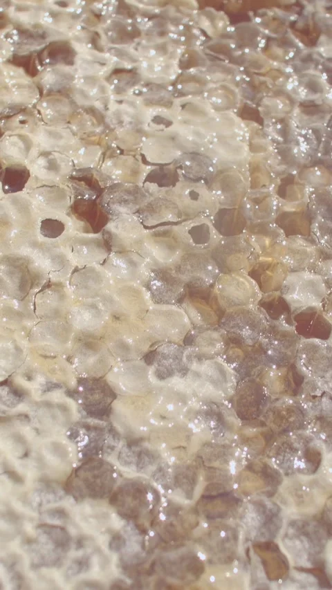 Close-up honeycomb with honey flowing from opened wax cells in warm light detail Stock Footage 344583185