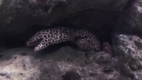 Close up of Honeycomb Moray. Fascinating interaction as the moray eel rests amid Stock-Footage 243719242