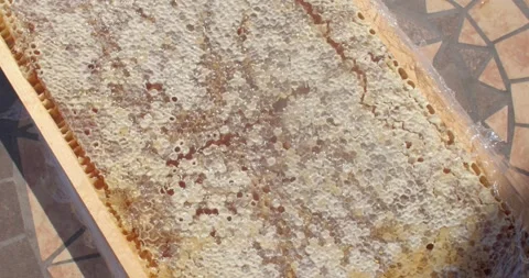 Close up honeycomb section with pooling amber honey and capped hexagonal cells Stock Footage 344598024