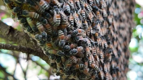 Close up honeycomb in the tree. Vídeo Stock 306907543