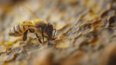 Close-up of the honeycomb while a single bee transforms nectar in honey 库存影片 98485162