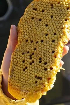 A close-up of honeycombs with visible larvae inside the open cells. 스톡 사진