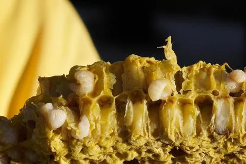 A close-up of honeycombs with visible larvae inside the open cells. Foto stock
