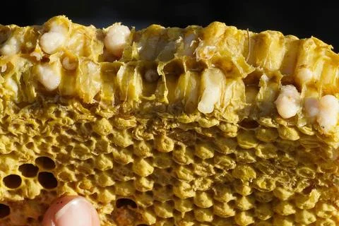 A close-up of honeycombs with visible larvae inside the open cells. 스톡 사진