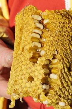 A close-up of honeycombs with visible larvae inside the open cells. 写真素材