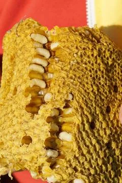 A close-up of honeycombs with visible larvae inside the open cells. Фото