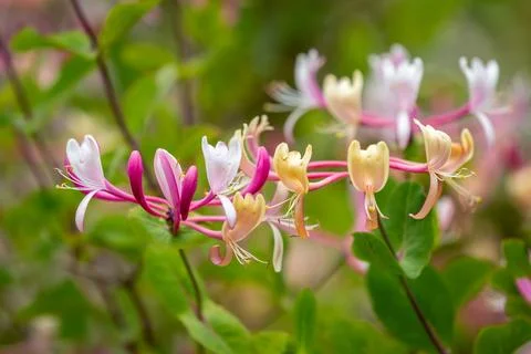 A close up of a honeysuckle in bloom in springtime Stock Photos