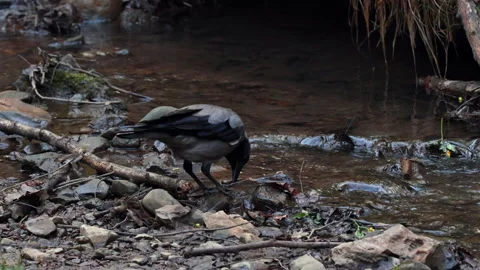 Close Up Of A Hooded Crow (Corvus Cornix) Carefully Walking And Searching For Fo Stock Footage 310302277