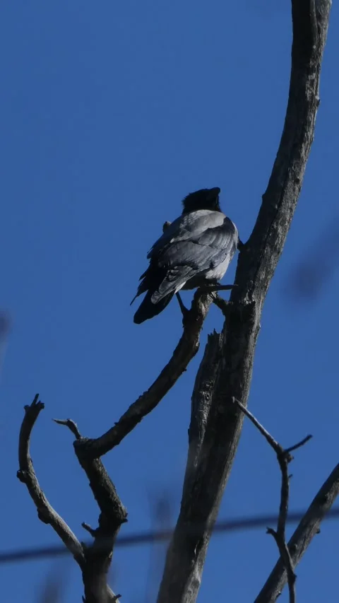 Close-up of a hooded crow perched on a dry tree trunk against a blue sky Stock Footage 330788673