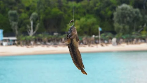 Close up Hooked fish trying to escape. Fishing from the pier, catching gobies Stock Footage 217399860