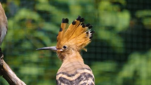 Close up of an hoopoe Bird Stock Footage 253343194
