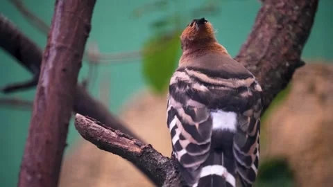 Close up of an hoopoe Bird Stock Footage 270584049