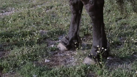 Close up Hooves of a horse on a meadow field staring in nature Stock Footage 90952257