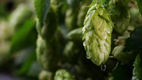 Close-up of hop cone with a slow-motion droplet, highlighted by cool light .. Video stock 252887735