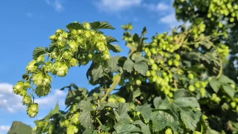 A close-up hop cones hanging in clusters on a hop plant on a blue sky background Stock Footage 288460312