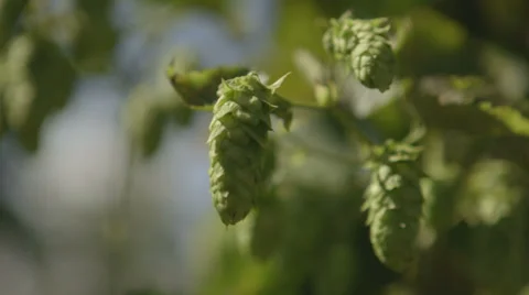Close-up of a hops pod. Vidéo 37304707