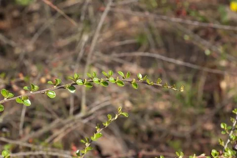 A close-up of a horizontal cotoneaster branch with small green leaves again.. Foto stock