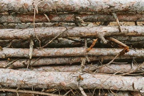 Close-up of horizontally stacked tree trunks with textured bark Stock Photos
