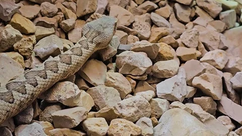 Close up of a horn pit viper Stock Footage 264139682