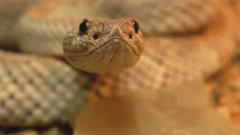  close up of a horn viper  Stock Footage 263892544