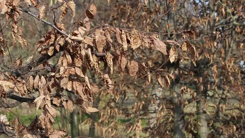 Close-up hornbeam branches, old dry autumn leaves fluttering, early spring Stockbeeldmateriaal 305303060