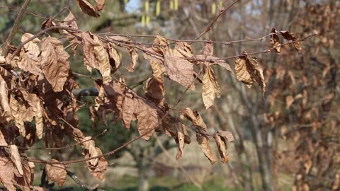 Close-up hornbeam branches, old dry autumn leaves fluttering, early spring Stockbeeldmateriaal 305303064