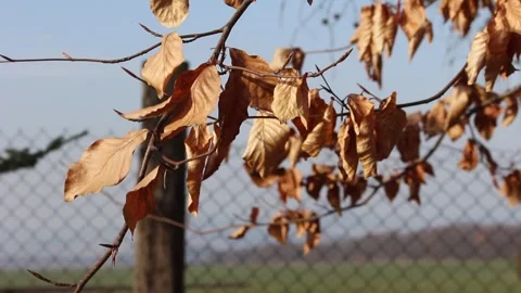 Close-up hornbeam branches, old dry autumn leaves fluttering, early spring Stockbeeldmateriaal 305303067