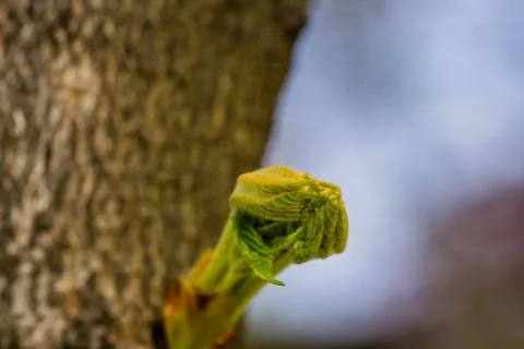 Close up of hornbeam leaves Stock Photos