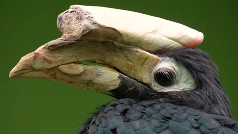 Close up of hornbill bird Stock-Footage 246547292