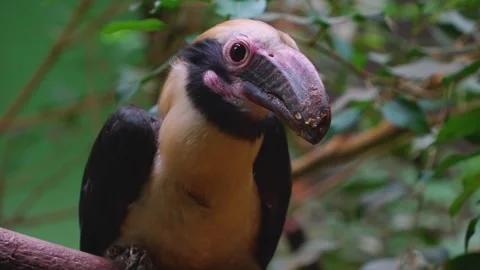 Close up of a hornbill bird Stock Footage 253737360