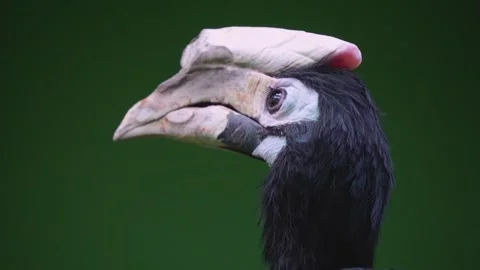 Close up of hornbill bird Stock Footage 254245433