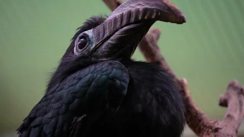 Close up of a hornbill bird Stock Footage 271200869