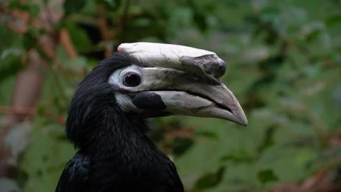 Close up of hornbill bird  Stock Footage 271206517