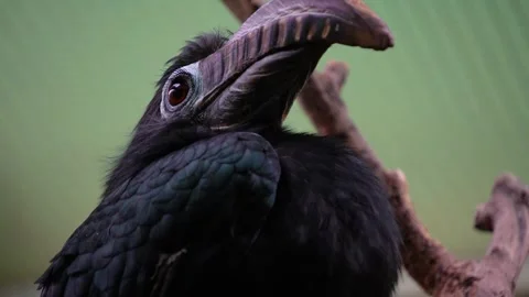 Close up of hornbill bird  Stock Footage 271467732