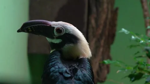 Close up of hornbill bird  head Stock Footage 263570372