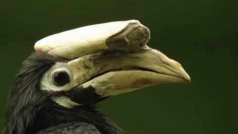Close up of hornbill head Stock Footage 238931765
